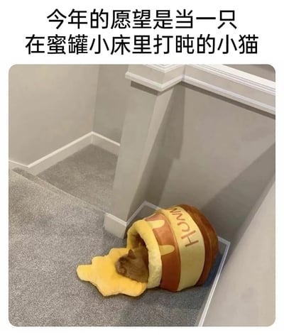 图片上方配有文字“今年的愿望是当一只在蜜罐小床里打盹的小猫”，下方展示了楼梯角落的场景：一只橘猫正蜷缩在模仿小熊维尼经典“HUNNY”蜂蜜罐制作的创意猫窝里打盹，猫窝的入口处还有类似溢出蜂蜜的黄色软垫，整体画面温馨治愈，借小猫慵懒舒适的状态，表达了人们对无压力、悠闲自在生活的向往。