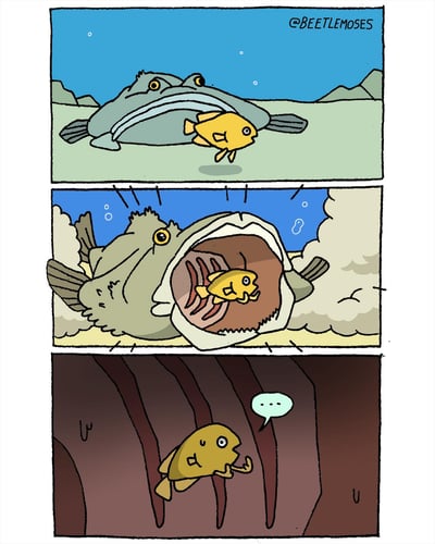 这是一则由BEETLEMOSES创作的三格连环卡通漫画：第一格中，一条浅蓝色的比目鱼和一条黄色的小鱼在浅海区域游动，小黄鱼的表情看起来有些惊讶；第二格中，比目鱼突然张开巨大的嘴巴，伴随着震动线条和气泡，将毫无防备的小黄鱼一口吞入口中；第三格画面转到比目鱼的肚子内部，小黄鱼悬浮在深色的消化道环境中，吐出带有省略号的对白气泡，脸上是无语又无奈的神情，用简单的剧情制造出带有黑色幽默的搞笑效果，展现了意外发生后的尴尬处境。