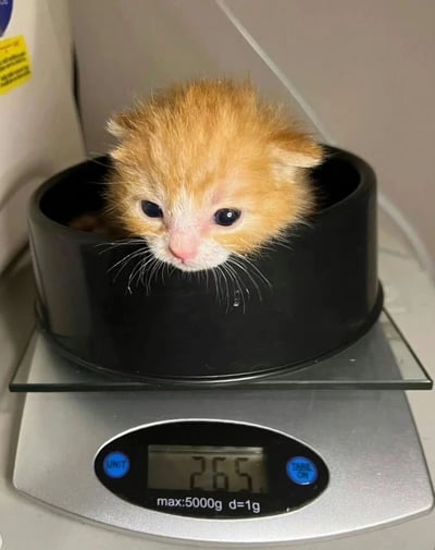 一只毛茸茸的小橘猫蜷缩在黑色的碗里，碗放在电子秤上，秤的显示屏显示265克。小猫有蓝色的大眼睛和白色的口鼻，看起来非常幼小可爱。背景中可以看到部分墙壁和一个带有黄色标签的白色物体。