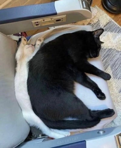 图片中两只猫咪——一只纯黑，一只雪白——正依偎在一起熟睡。黑猫侧卧着，四肢自然伸展，雪白的猫咪则仰卧露出粉嫩的爪子，两者紧紧靠在一起，占据了整个画面的中心。背景可见浅色的垫子、带有电源接口的蓝白相间扶手以及木质地板上的编织地毯，营造出温暖舒适的居家氛围。猫咪们放松的姿态和亲密的依偎展现了它们之间的信任与和谐，整体画面充满治愈感，让人感受到宠物带来的温馨日常。