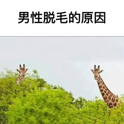 图片上方有黑色标题文字“男性脱毛的原因”，下方是一张自然场景照片，两只长颈鹿的头部从茂密的绿色草丛中露出，身体被植被遮挡，只露出头部和部分颈部。图片通过长颈鹿“藏头露颈”的视觉效果与标题形成谐音梗，利用“颈”与“净”的发音相似，幽默暗示男性脱毛追求干净的效果。