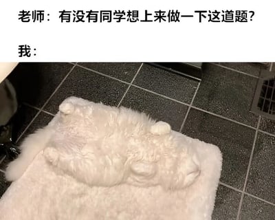 图片上方文字为“老师：有没有同学想上来做一下这道题？”，下方文字“我：”后配一张白猫四脚朝天蜷缩在白色地毯上的照片。白猫身体紧绷、耳朵贴服，仿佛在努力降低存在感，幽默地表现出学生被老师提问时想要逃避的心理状态。