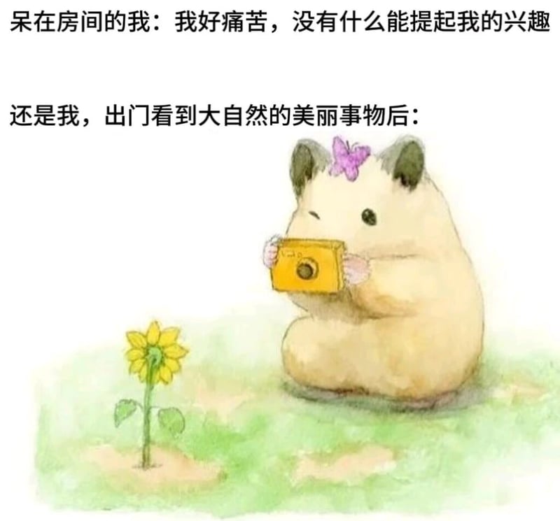 仓鼠