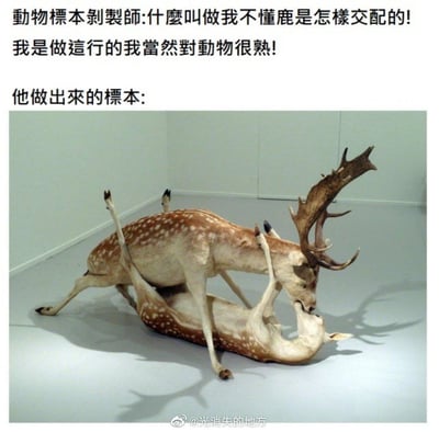 这是一张搞笑反差梗图，上方配文吐槽一位动物标本剥制师自信声称自己精通动物习性、懂鹿的交配方式，然而展示出的成品标本却是两只梅花鹿以极其怪异、完全不符合真实鹿交配行为的姿势纠缠在一起，肢体交错混乱，形成强烈的荒诞反差，制造出搞笑的吐槽效果。