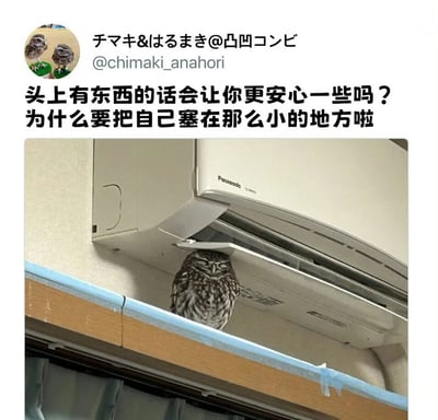 图片展示了一只猫头鹰躲在Panasonic空调的狭小空间里，上方配有文字：'头上有东西的话会让你更安心一些吗？为什么要把自己塞在那么小的地方啦'，以幽默的方式调侃猫头鹰的可爱行为。