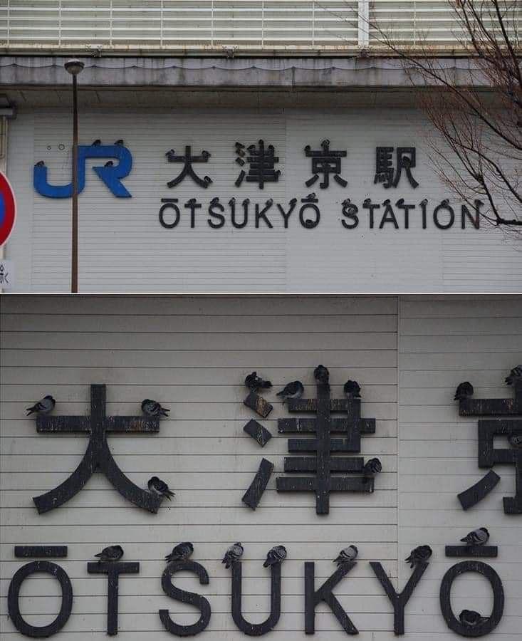 鸽子