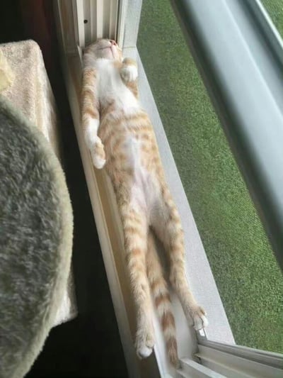 一只橘白相间的猫咪正以极其放松的姿势仰卧在窗台上睡觉，四肢自然伸展，肚子朝上，表情十分惬意。窗外可以看到绿色的草地，窗台上还有一个猫抓板或猫窝的边缘露出。猫咪的这种睡姿展现了它对环境的完全信任和安全感，看起来非常舒适自在。