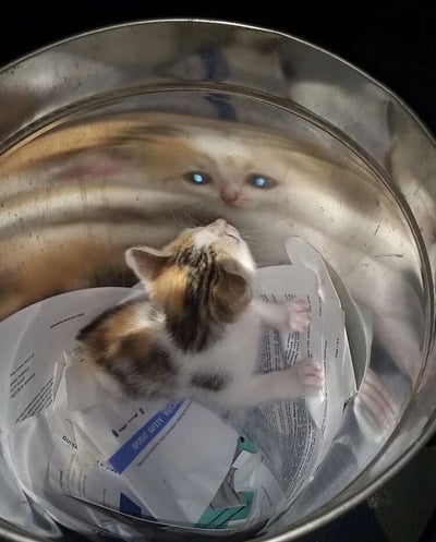 一只三色小奶猫（白色、棕色、黑色毛发）蜷缩在装满皱纸的金属盆中，身体放松，似在仰望。金属盆光滑的内壁形成清晰倒影，映出一只蓝眼睛猫咪的面部特写，眼神锐利，与盆中小猫的慵懒形成奇妙对比。皱纸上隐约可见“SAFETY REGULATIONS”等英文文本，整体画面温馨又带点奇幻感，仿佛小奶猫正与倒影中的自己对视。