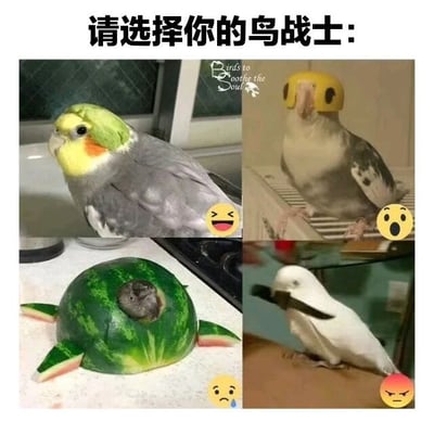 一张四格多图拼接的幽默梗图，顶部文字为“请选择你的鸟战士：”。每格展示一只造型独特的鸟类：左上是绿头灰身鹦鹉，配😆 emoji；右上是戴黄色头盔的鹦鹉，配😮 emoji；左下是躲在西瓜壳中的鸟，配😥 emoji；右下是白身黑翅鹦鹉，配😠 emoji。整体风格轻松搞笑，通过不同鸟类的有趣造型让观众进行趣味选择。