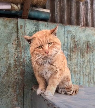 一只橘色的猫表情严肃地坐在生锈的金属台面上，背景是一面风化的绿色墙壁。猫的毛发略显凌乱，眼神犀利，给人一种不悦或警惕的感觉。整体画面呈现出一种复古、略带沧桑的氛围。