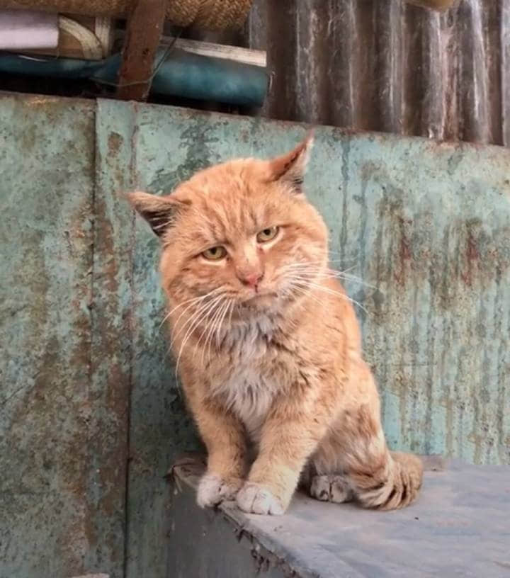 表情严肃的橘猫坐在生锈金属台上