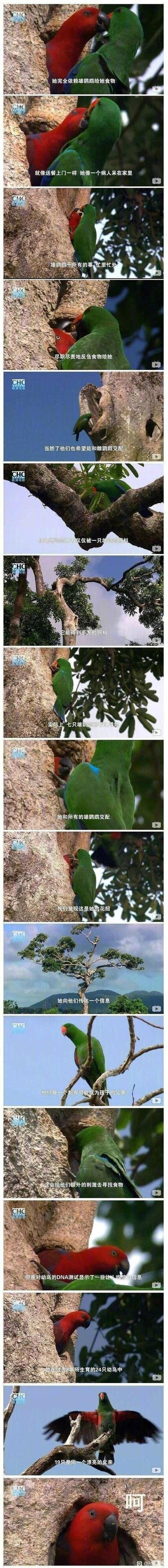 这是一组竖屏超长拼接的自然纪录片截图，内容围绕折衷鹦鹉的繁殖行为展开。画面中红色的雌折衷鹦鹉始终待在树洞内，完全依赖绿色的雄折衷鹦鹉提供食物；多只雄鹦鹉会忙前忙后，尽职尽责地为雌鹦鹉反刍投喂食物，同时希望能与雌鹦鹉交配。雌鹦鹉会与所有投喂它的雄鹦鹉交配，以此向每只雄鹦鹉传递“你可能是幼鸟父亲”的信息，激励它们持续寻找食物。但通过DNA检测发现，雌鹦鹉在6年里生育的24只幼鸟中，有19只是同一只雄鹦鹉的后代，揭露了雌鹦鹉为获取更多生存资源而使用的“心机”策略。