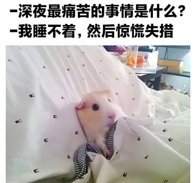 图片上方有两行黑色文字：“深夜最痛苦的事情是什么？”和“我睡不着，然后惊慌失措”。下方是一张实拍照片，一只浅色仓鼠从带有黑色小图案的白色毯子里探出头，眼睛睁大，表情略显困惑，仿佛在演绎失眠时的焦虑状态。背景中可见床头柜上的书籍和杯子，营造出深夜卧室的场景。整体通过可爱动物与共鸣性文字结合，幽默表达失眠的无奈情绪。