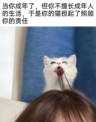 图片上方配有文字'当你成年了，但是你不擅长成年人的生活，于是你的猫担起了照顾你的责任'，下方是一只白色猫咪正在舔舐一个棕色头发的人的头顶，背景是蓝色的窗帘。通过猫咪照顾人的反差萌场景，幽默地表达了当代年轻人在成年后仍希望被照顾的心态。