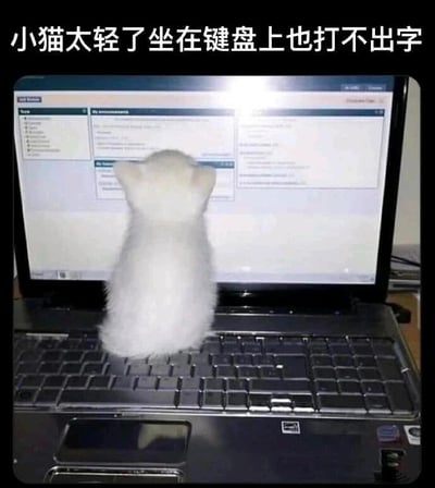 这是一张静态原创实拍图，画面主体是一只毛茸茸的白色小猫，它背对着镜头，端正地坐在一台打开的笔记本电脑的键盘上，电脑屏幕显示着带有多栏文本的界面。图片顶部配有文字“小猫太轻了坐在键盘上也打不出字”，制造出趣味反差：通常猫咪坐在键盘上会因为体重压到按键导致误触输入，而这只小猫因为体重过轻，无法触发键盘按键，所以打不出字，打破了人们对猫咪坐键盘的固有印象，显得十分可爱有趣，展现了宠物日常里的温馨搞笑瞬间。