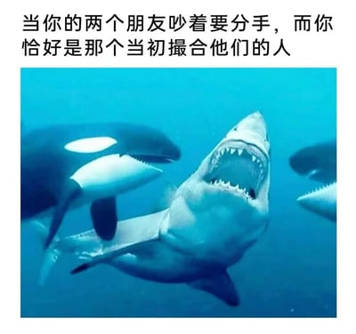 这是一张调侃人际尴尬处境的搞笑梗图，画面上方配有文字“当你的两个朋友吵着要分手，而你恰好是那个当初撮合他们的人”。图中展示了一头大白鲨被两头虎鲸前后夹击的场景，大白鲨嘴巴大张、露出牙齿，呈现出惊恐无助的状态，这个画面精准对应了文字描述的场景：作为当初撮合两人的中间人，在朋友闹分手时会夹在双方之间左右为难，既难以劝和，又要面对两边的情绪压力，仿佛被“夹击”一样，充满无奈与尴尬，用海洋生物的天敌互动场景来比喻人类社交中的困境，生动又搞笑。