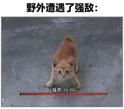 图片上方有黑色加粗文字'野外遭遇了强敌：'，下方是一只橘色小猫站在灰色地面上，抬头睁大眼睛注视前方，表情显得有些警惕。小猫下方配有文字'猛虎 lv.60'及一条红色水平线条模拟游戏中的健康条。通过将可爱的小猫夸张地称为'猛虎'并赋予高等级，形成强烈的反差萌，达到搞笑效果。