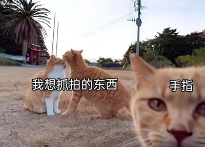 图片展示了一个搞笑的抓拍失败场景。背景是户外干草场地，有棕榈树、鸟居和电线杆。远处两只猫咪（一只橘白相间、一只全橘色）正面对面互动，似乎在亲昵或玩耍，旁边配文“我想抓拍的东西”。而前景突然出现一只橘猫的大特写脸部，正直视镜头，旁边配文“手指”，幽默地表现了原本想拍猫咪互动的温馨画面，结果被前景的猫咪（或误认的“手指”）抢镜的无奈又搞笑的瞬间。