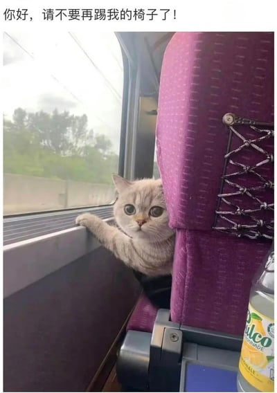 图片中是一只浅色猫咪在火车上的场景。猫咪从紫色条纹座椅后方探出头，右前爪搭在车窗边缘，眼睛圆溜溜地望着前方，表情显得无辜又略带恳求。图片顶部配有文字“你好，请不要再踢我的椅子了！”，将猫咪拟人化，仿佛是一位被后座乘客踢椅子而感到困扰的火车乘客，整体营造出幽默又可爱的氛围。