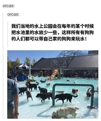 一张图文混排的图片，上方文字描述当地水上公园每年会将水池水位降低，让养狗人士能带狗狗来玩水；下方照片中，多个品种的狗狗在浅水池里奔跑嬉戏，周围有主人陪伴，背景可见水上滑梯和遮阳伞，场面热闹温馨。