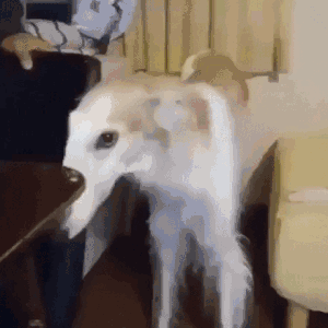 这是一段趣味动态GIF，画面中的细犬因身体与后方沙发颜色高度相近，形成了奇妙的视觉错位效果，看起来仿佛狗狗只有头部和腿部，身体“凭空消失”，滑稽的画面充满笑点，很容易让人产生错觉，觉得这只狗狗的身体不见了。