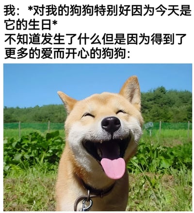 这张梗图上方是文字描述，下方是一张柴犬的照片。文字内容为："我: *对我的狗狗特别好因为今天是它的生日* 不知道发生了什么但是因为得到了更多的爱而开心的狗狗:"。照片中的柴犬张着嘴，吐着舌头，眼睛眯成一条缝，露出非常开心的表情，背景是绿色的草地和树木，天空湛蓝。整个梗图通过文字和狗狗表情的配合，幽默地表现了狗狗虽然不知道今天是自己的生日，却因为得到了额外的关爱而感到开心的可爱状态。