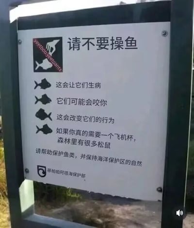 图片中是一块疑似海洋保护区的警告标语牌，标题为醒目的“请不要操鱼”，下方用黑色小鱼图标列出三条理由：“这会让它们生病”“它们可能会咬你”“这会改变它们的行为”，随后突然出现一句幽默调侃“如果你真的需要一个飞机杯，森林里有很多松鼠”，底部标注“请帮助保护鱼类，并保持海洋保护区的自然”及“蒂帕帕阿塔海洋保护部”字样。

该标语利用“操鱼”的粗俗双关语制造笑点，将严肃的保护主题与低俗幽默结合，形成强烈的反差萌。