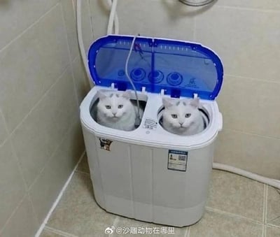 在铺有米黄色瓷砖的卫生间角落，放置着一台双桶半自动洗衣机，洗衣机的两个桶里分别蹲坐着一只模样相似的白色猫咪，它们都从桶中探出头，圆溜溜的眼睛直视镜头，表情呆萌又无辜，仿佛把洗衣机桶当成了专属小窝，画面充满了治愈感和趣味性，让人忍俊不禁。