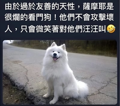 图片上方是一段描述萨摩耶犬性格特点的文字，称它们由于过于友善的天性而成为很烂的看门狗，不会攻击坏人只会微笑着对他们汪汪叫。下方是一只萨摩耶犬坐在路上的照片，它有着标志性的白色蓬松毛发，正咧着嘴露出开心的笑容，表情十分治愈，完美呼应了文字内容中提到的'微笑'特质。这种反差萌形成了图片的幽默效果。
