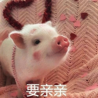 超萌小香猪求亲亲 粉嫩治愈系萌宠图