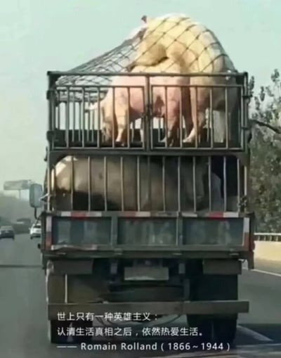 这是一张在公路上拍摄的双层运猪车照片，上层的肉猪将身体探出车厢围栏，仿佛在“眺望”前路。图片下方配上了罗曼·罗兰的经典名言：“世上只有一种英雄主义：认清生活真相之后，依然热爱生活。”，用即将面临屠宰命运的肉猪来搭配这句关于生活的哲言，形成强烈的反差感，制造出黑色幽默的荒诞效果，调侃式地赋予肉猪“认清命运却依然坦然”的英雄主义意象。