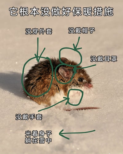 这是一张经过二次创作的搞笑文字加注图，主体是一只身处雪地中的野生老鼠，它的毛发上和脸部沾有雪粒，身体部分陷入雪层，看起来有些狼狈。图中用绿色圈线分别圈出老鼠的躯干、头部、耳朵、前爪位置，并搭配对应的中文吐槽文字，以拟人化的方式调侃这只老鼠完全没做好冬季保暖措施：标注躯干“没穿外套”、头部“没戴帽子”、耳朵“没戴耳罩”、前爪位置“没戴手套”，还在图的最下方标注“光着身子躺在雪中”，将动物的自然生存状态与人类冬季的保暖行为结合，形成强烈的反差感，制造出幽默搞笑的效果。