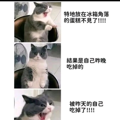 这是一张由三张猫咪照片组成的多图拼接梗图。第一张图中，灰白色猫咪站立在椅子上，张大嘴巴，表情愤怒，右侧配文“特地放在冰箱角落的蛋糕不见了!!!!”；第二张图中，猫咪表情困惑，眼神呆滞，配文“结果是自己昨晚吃掉的”；第三张图猫咪再次张大嘴巴，表情更加愤怒，配文“被昨天的自己吃掉了!!!!”。通过猫咪前后情绪的变化和剧情反转，展现了因健忘而产生的搞笑场景。