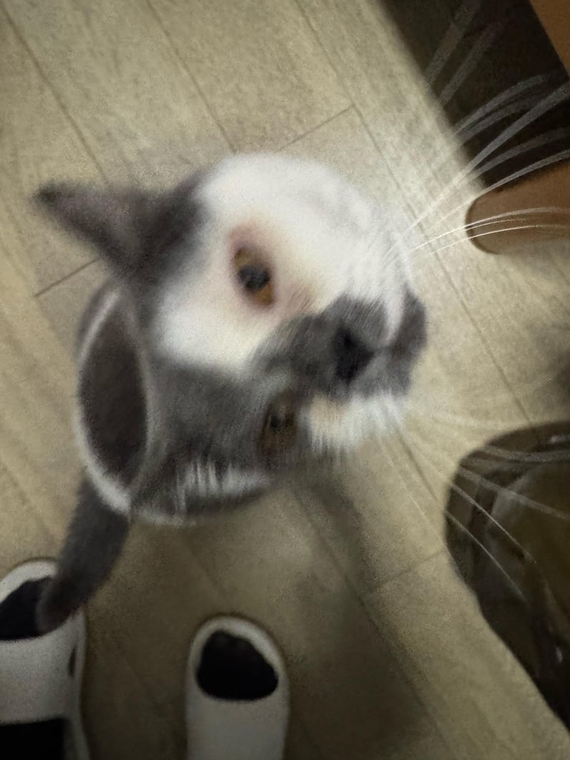 兔子