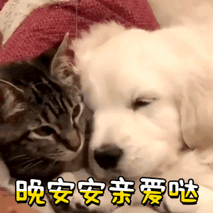 猫咪狗狗贴贴说晚安安