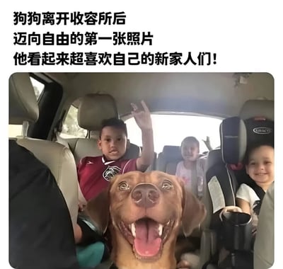图片展示了一只棕色狗狗在被领养后，与新家人一起坐在车内的温馨场景。狗狗坐在前排，张着嘴露出牙齿，表情看起来非常开心兴奋。后排有三个孩子，都面带微笑，其中一个男孩还在挥手致意。图片上方配有文字：'狗狗离开收容所后 迈向自由的第一张照片 他看起来超喜欢自己的新家人们！'，传达出狗狗被领养后重获自由和幸福的积极情感。