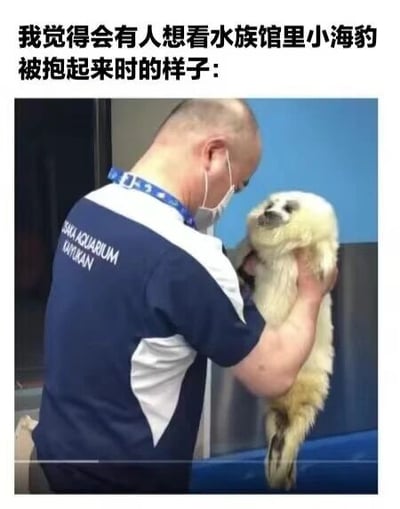 图片上方配有文字'我觉得会有人想看水族馆里小海豹被抱起来时的样子：'，主体画面为一名身着蓝白相间制服的水族馆工作人员（背部印有'SHANGHAI AQUARIUM'字样），佩戴口罩和挂绳，正双手轻柔抱起一只小海豹。小海豹身体悬空，毛发呈浅黄色，四肢自然下垂，表情呆萌放松，展现出被悉心照料的温馨场景。整体氛围治愈可爱，突出人与动物的和谐互动。