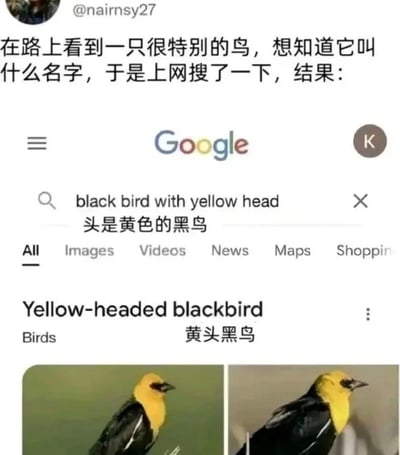 这是一张社交媒体梗图。图片上半部分是X（原Twitter）用户@nairnsy27发布的文字，称自己在路上看到一只很特别的鸟，因为想知道名字而上网搜索。下半部分是一张Google搜索页面的截图，用户在搜索框输入了直白的描述“black bird with yellow head”，中文标注为“头是黄色的黑鸟”；而搜索引擎给出的第一条结果正是“Yellow-headed blackbird”，中文标注为“黄头黑鸟”，并配有两张该鸟类的真实照片。该梗的笑点在于搜索关键词和搜索结果几乎是逐字的直译，产生了一种“听君一席话，如听一席话”的废话文学喜剧效果，调侃了该鸟类名字过于直白形象，以及搜索引擎“严谨”但略显多余的对应结果。