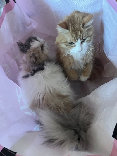 两只毛茸茸的小猫被安置在一个粉色和白色相间的纸袋里。左侧的小猫毛色混杂着灰白黑，背对着镜头，正仰头望向右侧的同伴；右侧的橘白相间小猫则端坐其中，白色的脸颊和胸前毛发与橘色的头顶形成鲜明对比，眼神平静地注视着前方，整体画面温馨治愈。