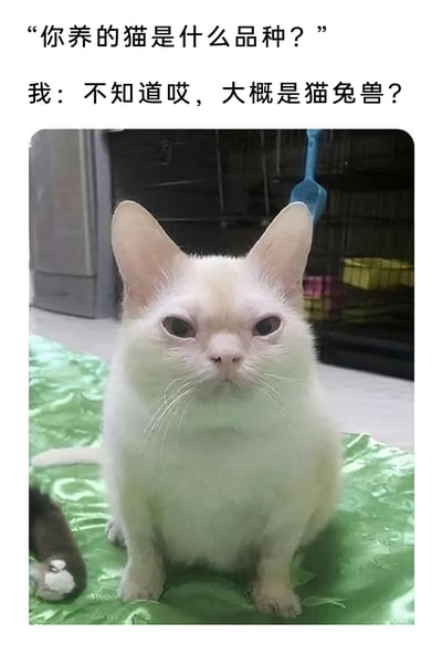 这是一张趣味图文结合的内容，上方配有对话文字：有人提问“你养的猫是什么品种？”，回答是“不知道哎，大概是猫兔兽？”。下方图片中是一只白色猫咪，它的耳朵异常宽大，形状和兔子的耳朵十分相似，猫咪耷拉着眼皮，表情看起来不悦且严肃，端正地坐着。结合配文，用“猫兔兽”这个调侃的说法来形容这只耳朵外形奇特的猫，制造出反差搞笑的效果，让人觉得趣味十足。