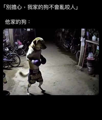 这是一张反差感拉满的网络搞笑梗图，上方以狗主人的视角配文“别担心，我家的狗不会乱咬人”，下方用旁白式文字引出“他家的狗：”，并搭配一张经过图像合成的图片。图片中，一只狗的头部被合成在穿着紫色拳击手套、带有泰文标识的泰拳短裤的人类身体上，直立在停放着摩托车和自行车的昏暗巷子里，摆出类似准备发起拳击的姿势。梗图的笑点在于，主人承诺狗不会乱咬人，但这只“狗”却以拳击手的形象出现，暗示它虽然不咬人，但会用拳击的方式发起攻击，用这种反差感制造出滑稽、荒诞的搞笑效果，调侃那些看似安全实则有另一种威慑力的事物。