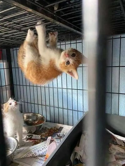 一只橘白相间的小奶猫正用爪子抓住金属笼子顶部，整个身体倒挂着，头部朝下好奇地看着镜头。笼子底部有一只白色小奶猫抬头望着倒挂的同伴，旁边放着金属食盆和铺在底部的报纸，报纸上有部分西班牙文字样。整个场景展现了小猫活泼好动的天性和可爱的互动瞬间。