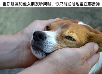这是一张贴合生活场景的搞笑梗图，画面主体是一只棕白相间的狗狗，被一双手捧着脸部，狗狗半睁着眼睛，露出无奈、生无可恋的憋屈表情，仿佛共情了旁观者的尴尬情绪。图片上方的文字“当你朋友和他女朋友吵架时，你只能尴尬地坐在那撸狗”，精准描绘了在朋友与其伴侣发生争吵时，作为旁观者因不便介入争吵，只能通过撸狗来消解自身尴尬处境的场景，将狗狗的无奈神态与旁观者的心境相呼应，生动还原了这种进退两难的社交尴尬时刻，极易引发有相似经历的网友共鸣。