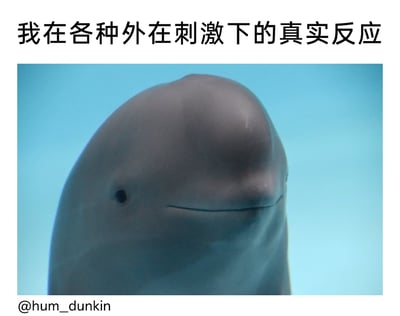 这是一张用于情绪表达的顶配底文表情包，图片上方配有文字“我在各种外在刺激下的真实反应”，下方是一张真实拍摄的江豚照片。照片中的江豚头部朝向镜头，面部呈现出一种平静、略带无奈的微笑状，表情麻木且波澜不惊，这种表情完美契合了当代人面对外界各种压力、刺激时，内心可能翻涌但表面却不动声色、麻木应对的状态，用动物可爱又贴切的表情来调侃这种普遍的情绪和生活状态，容易引发大众共鸣。