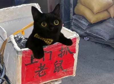一只纯黑猫咪戴着黄色格子领结，正从一个贴有红色手写标语“上门抓老鼠”的纸箱里探出头来，两只圆溜溜的黄色大眼睛瞪得溜圆，前爪搭在纸箱边缘，神情既警觉又带点呆萌。背景是堆放的灰色和黄色麻袋，营造出一种接地气的“打工现场”氛围。图片通过拟人化手法，将猫咪塑造成“再就业”的专业抓鼠工，充满反差萌和幽默感。