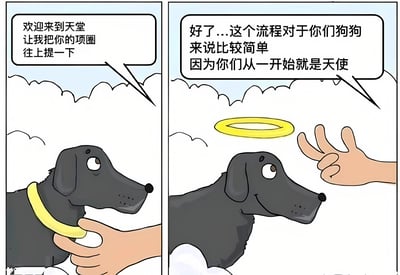 这是一幅两格漫画，描绘了一只黑色狗狗进入天堂的温馨场景。第一格中，一只手正在将狗狗脖子上的黄色项圈向上提，旁边的对话框写着："欢迎来到天堂 让我把你的项圈往上提一下"。第二格中，黄色项圈变成了天使光环悬浮在狗狗头顶，对话框继续说道："好了...这个流程对于你们狗狗来说比较简单 因为你们从一开始就是天使"。狗狗的表情从好奇变为开心，整个画面充满治愈感。