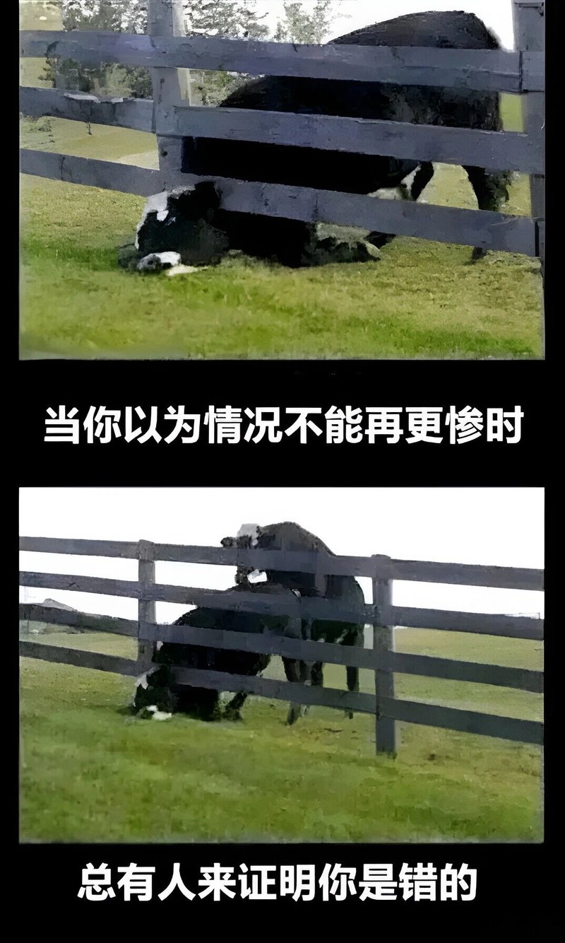 奶牛