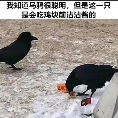 图片展示了两只乌鸦站在雪地或冰面上，其中一只乌鸦正低头用喙将食物（疑似鸡块）蘸入地上的橙色酱包中，另一只乌鸦在一旁站立观察。图片上方配有文字：'我知道乌鸦很聪明，但是这一只是会吃块前沾沾酱的'，通过乌鸦模仿人类蘸酱吃食物的行为，突出其聪明特性，营造出有趣、令人惊讶的效果。