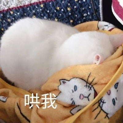 一只通体雪白的猫咪蜷缩成一个毛茸茸的球，舒适地躺在印有卡通猫咪图案的黄色毯子上。猫咪将脸埋在身体里，只露出一对粉色的小耳朵和圆滚滚的背部，姿态十分乖巧温顺。图片下方配有白色文字“哄我”，与猫咪撒娇求安慰的可爱模样形成完美呼应，整体画面充满治愈感和萌系氛围。
