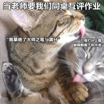 图片中两只猫亲昵地互相舔毛，上方文字为“当老师要我们同桌互评作业”。左侧棕色虎斑猫的对话气泡写着“我草绝了大师之笔！满分”，右侧灰色猫则回应“只有打分上限能限制阁下的水准”。通过猫咪间夸张的互相称赞，幽默地讽刺了学生同桌互评作业时往往互相给高分的现象，展现了轻松搞笑的校园生活场景。